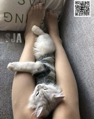 七金尸
